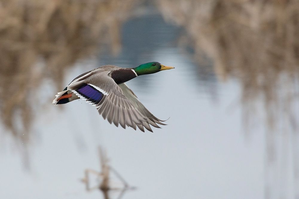 Mallard Drake Taking Flight